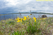 flowers and lake